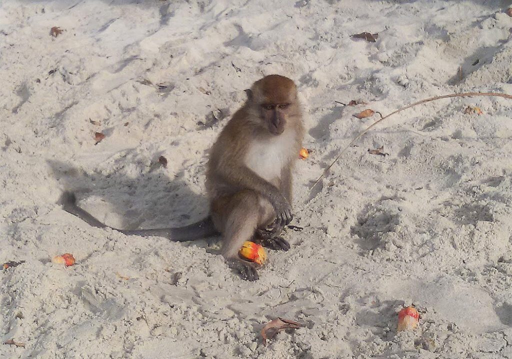 Monkey on Pulau Penang