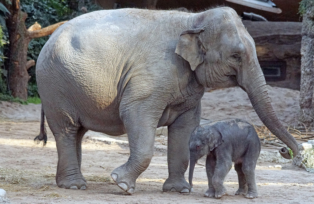 Elephants at the Zoo in Zurch