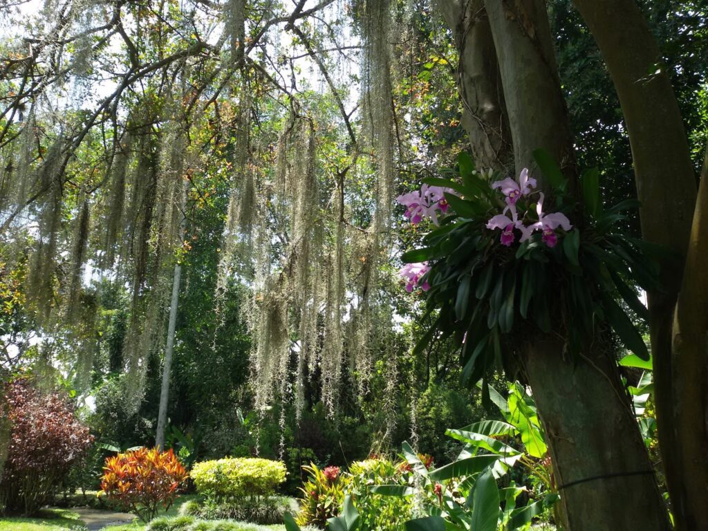 Blooming scenery at hacienda Piedechinche where the series Azúcar was filmed.