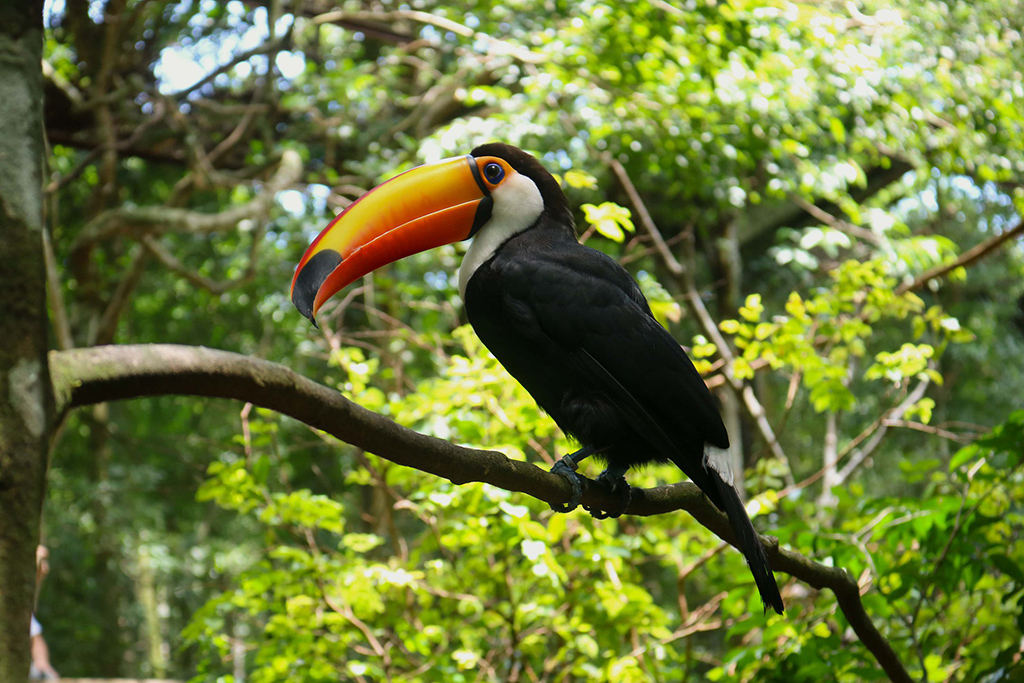 Toucan on a Tree
