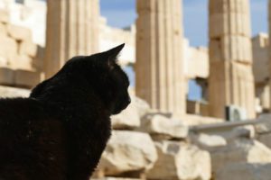 Cat at the Acropolis in Athens, Greece