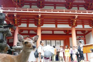 Deer at Nara on a Day Trip from Kyoto, Japan's Treasure Box