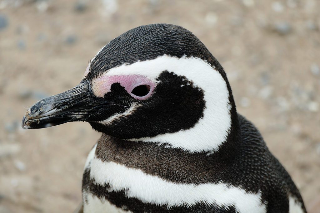 Penguin on Peninsula Valdes