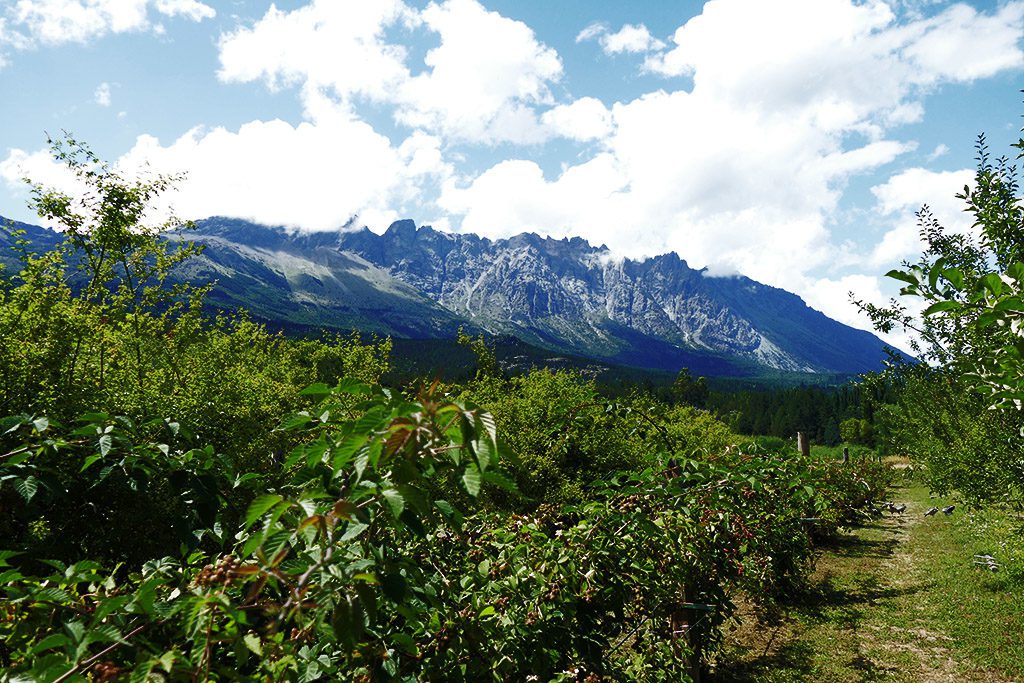 Fruit Trees against the backdrop of a Mountain Ridge in El Bolson - on a Swiss Vacation in Argentina