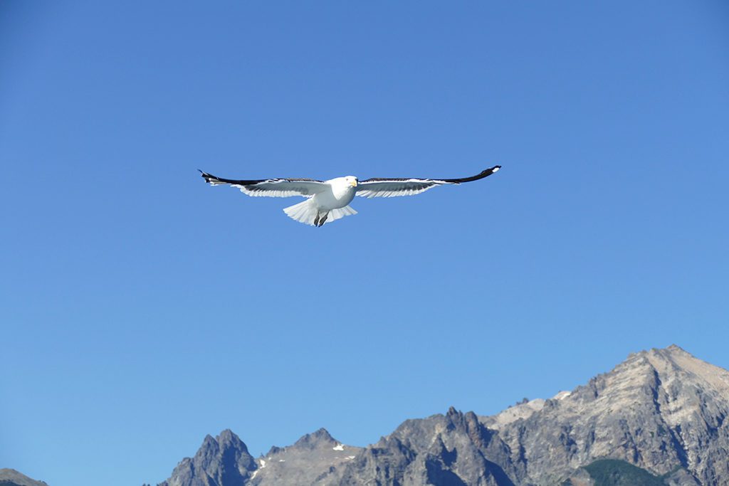 A seagull following our catamaran.