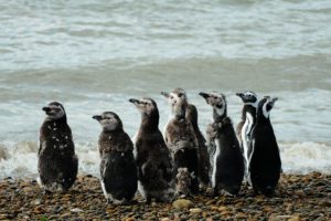 Magellan Penguins at the Colony close to Puerto Santa Cruz