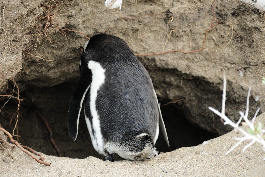 Magellan Penguin on the Beach of Punta Quilla off Puerto Santa Cruz