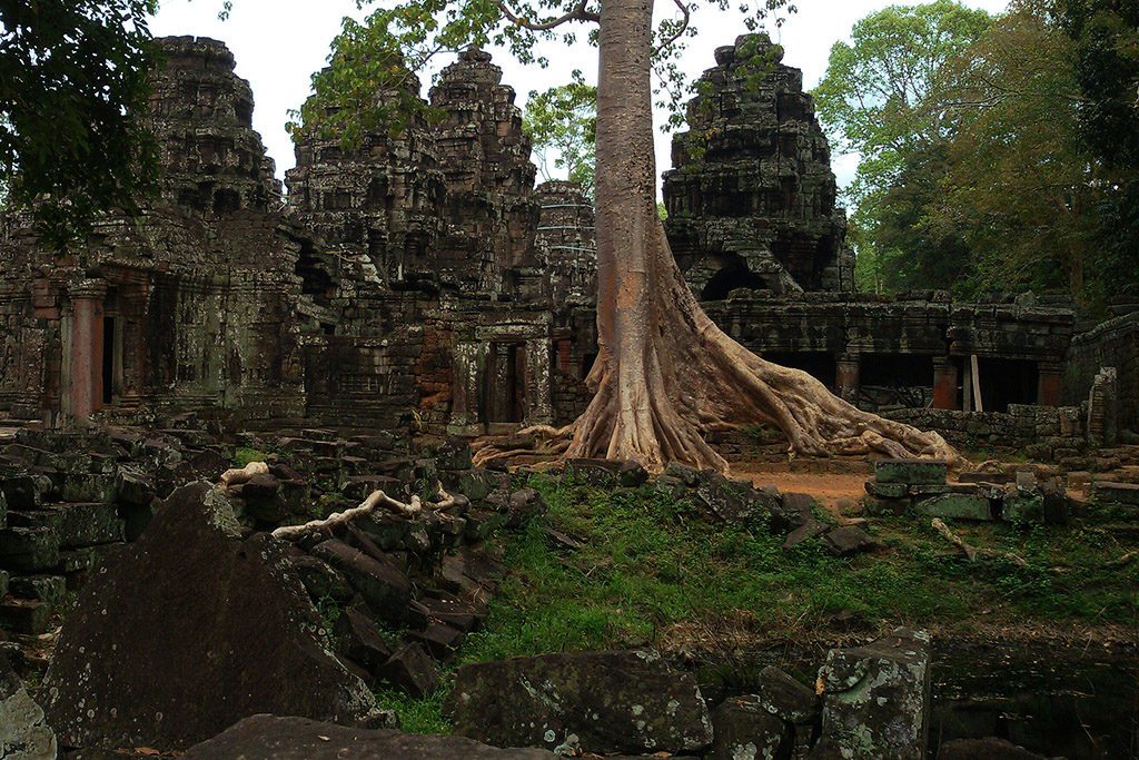 God-made and man-made creations united at Angkor Thom.