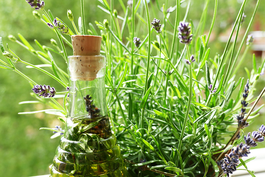 Bottle of oil with herbst with a pot of lavendar