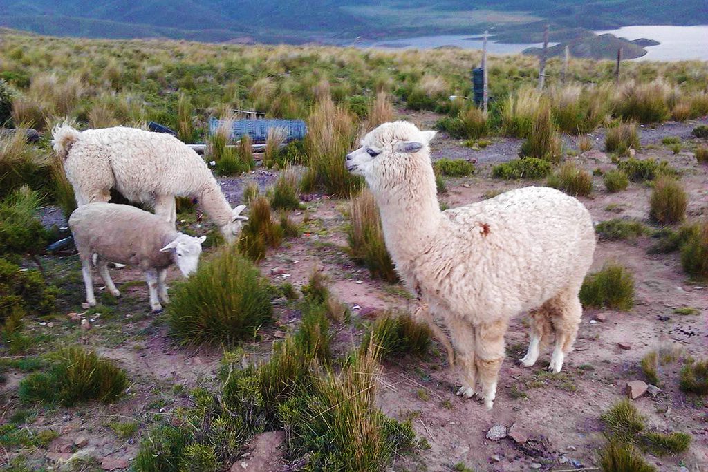 Llamas on the way from Arequipa.