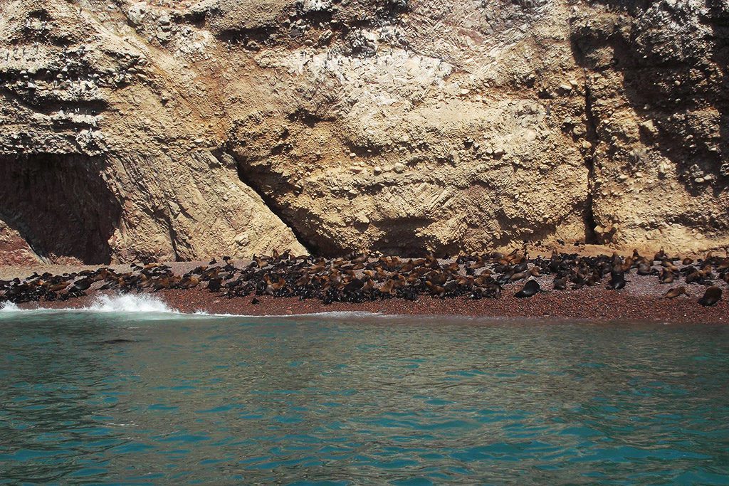 Sea Lions on the Islas Ballestas