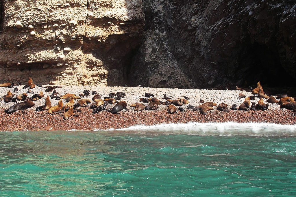 Sea Lions on the Islas Ballestas