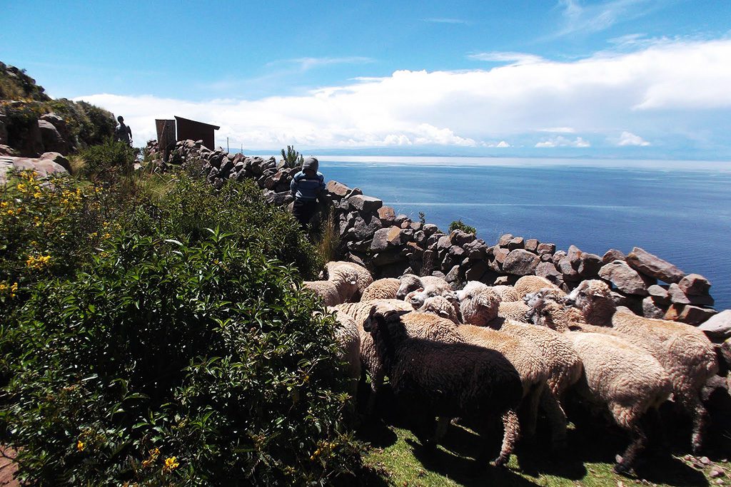 Sheep on Isla Taquile on Lake Titicaca after visiting the Uros Islands on a trip from PUNO 