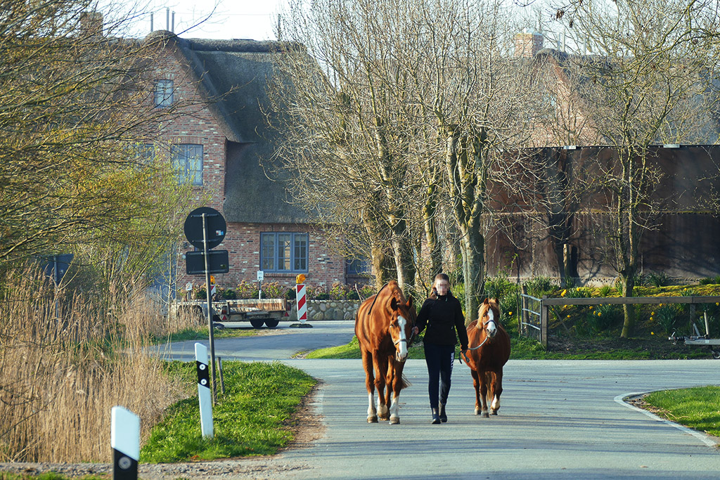 Woman leading two horses in the early morning on Föhr.