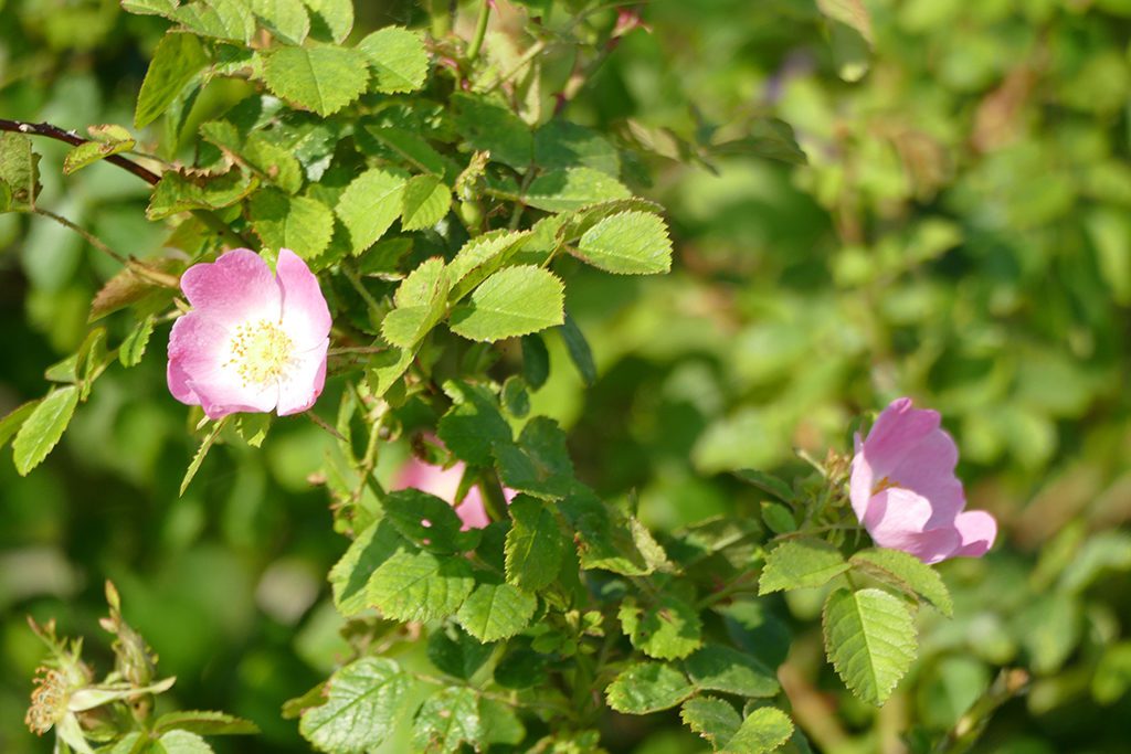 corymb roses