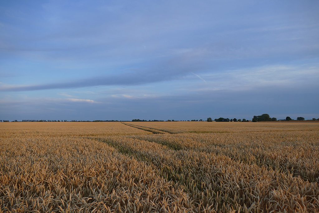 Wheat Field on the Island of Fehmarn