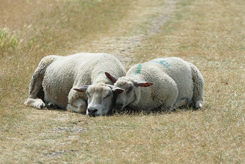Two Sheep on a Dike on Fehmarn