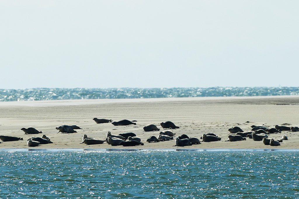 Seals on Borkum in Germany