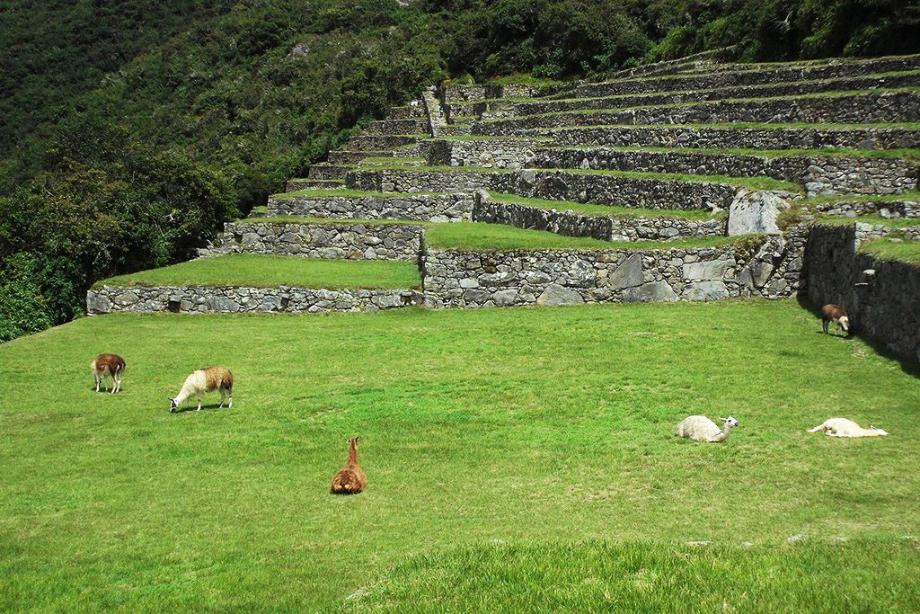 Llamas at Machu Picchu