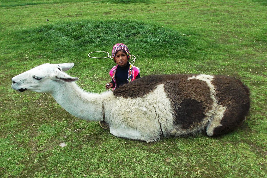 Child and Llama in Peru