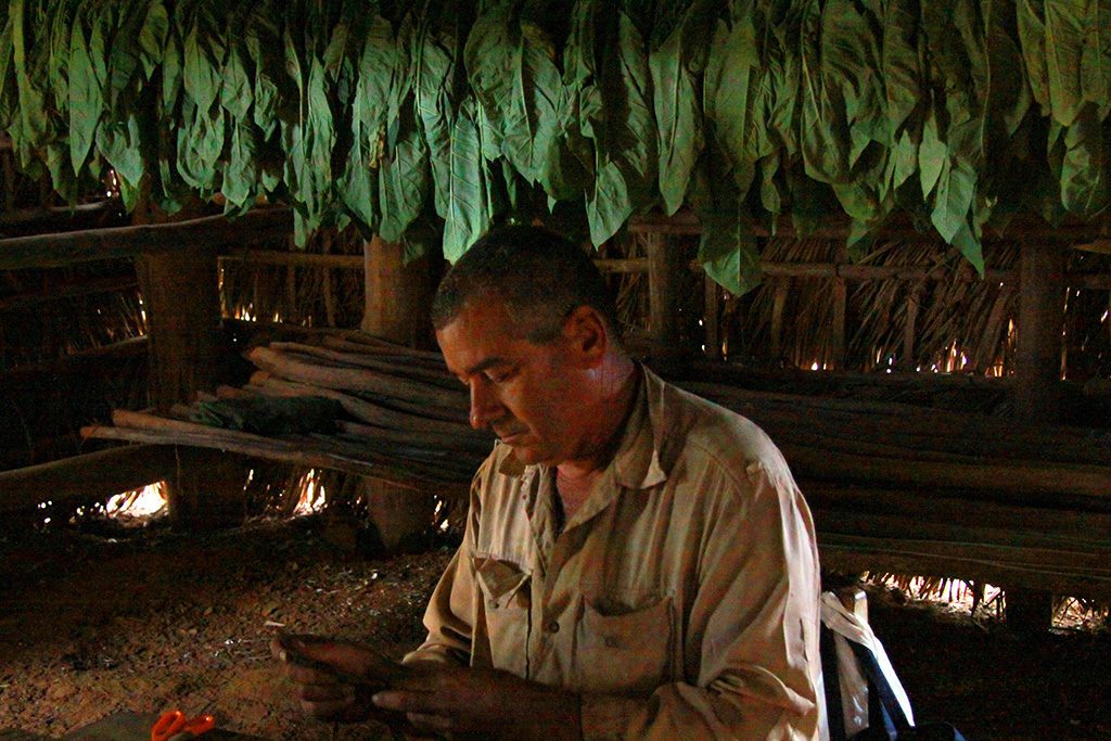 Man manufacturing cigars at Vinales, Cuba 's Rural Paradise