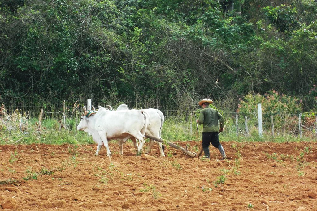 Man and oxen doing fieldwork.