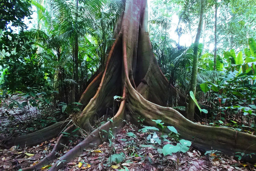 Jungle around the Laguna de Yarinacocha. 