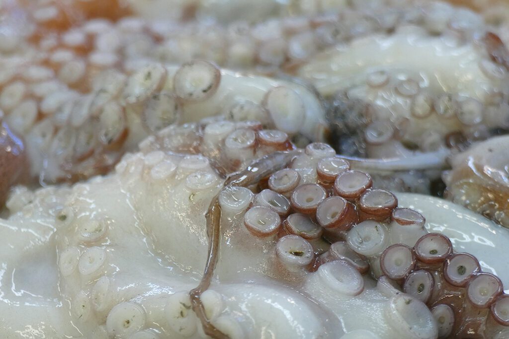 Fresh squid on the market in La Spezia.