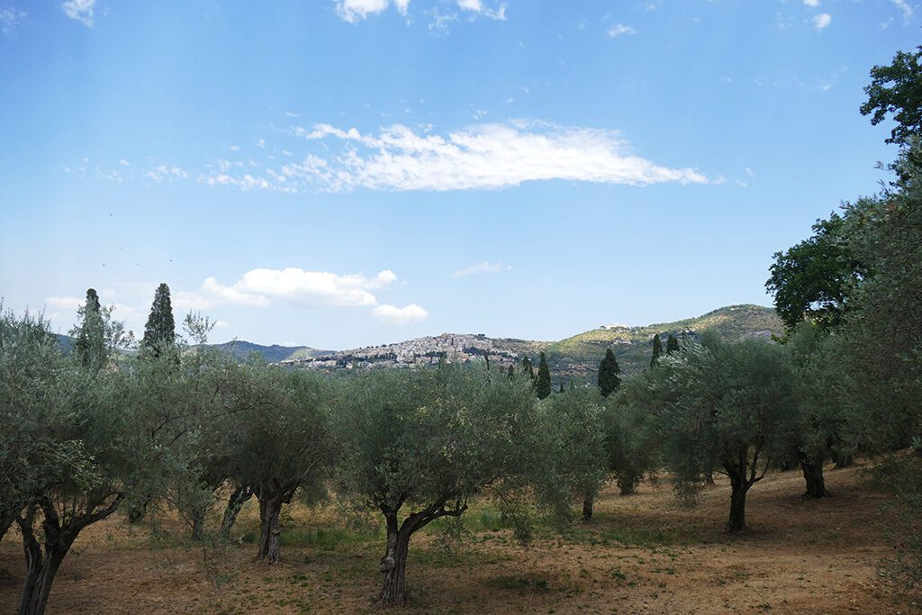 The olive grove at the Villa Adriana with the city of Tivoli in the backdrop