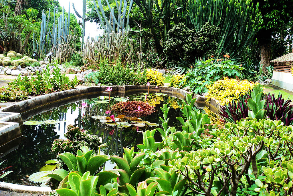 The cactus garden at the Jardim Botanico in Rio de Janeiro.
