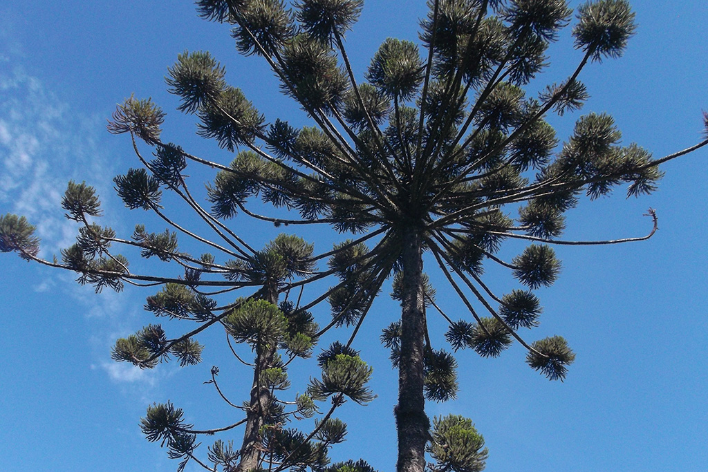 Paraná pine, typical for Curitiba