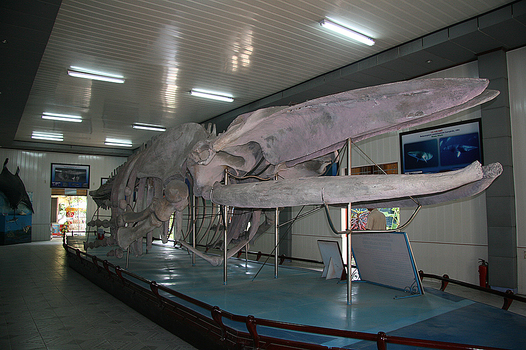 Whale skeleton on display at the Institut of Oceanography in Nha Trang.