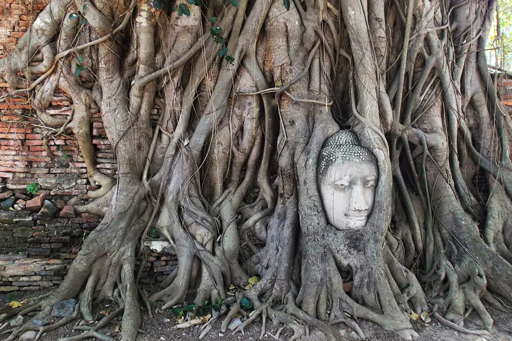 From the Sunken Kingdom of AYUTTHAYA to the Monkey Temple of LOPBURI: Buddha head embedded in a Banyan tree at Wat Mahathat in Ayutthaya