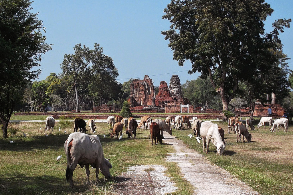 Cows with Wat Phrapai Luang in the backdrop.