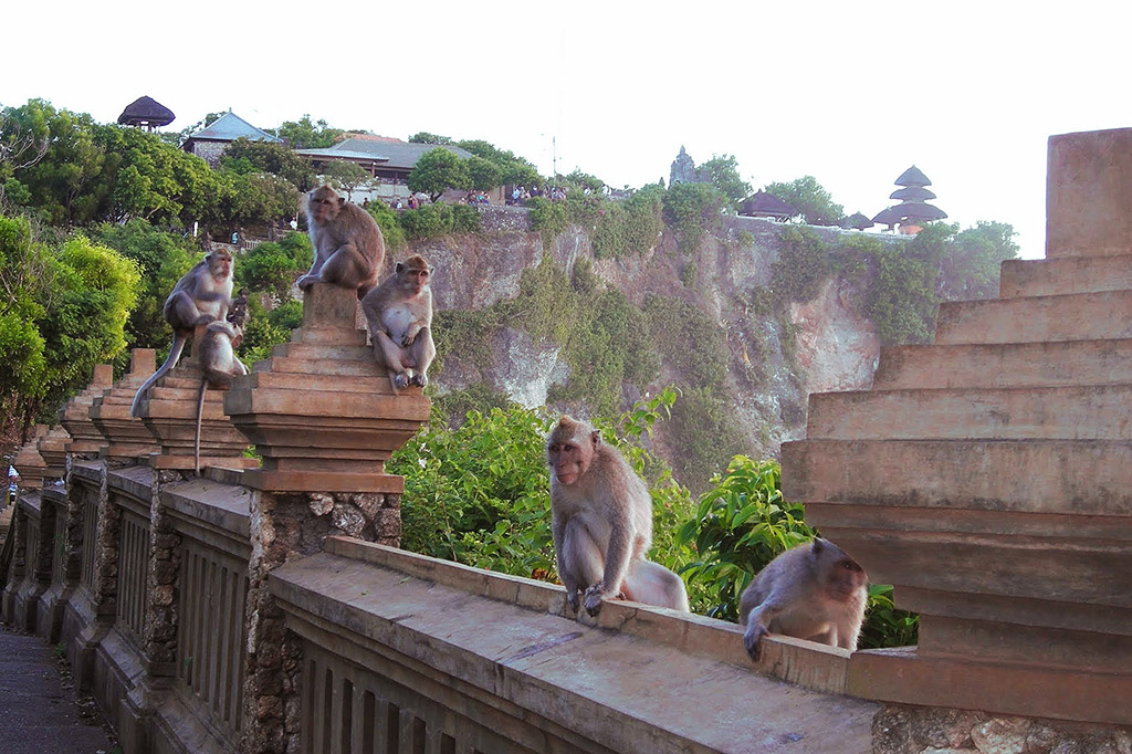Monkeys at Uluwatu.