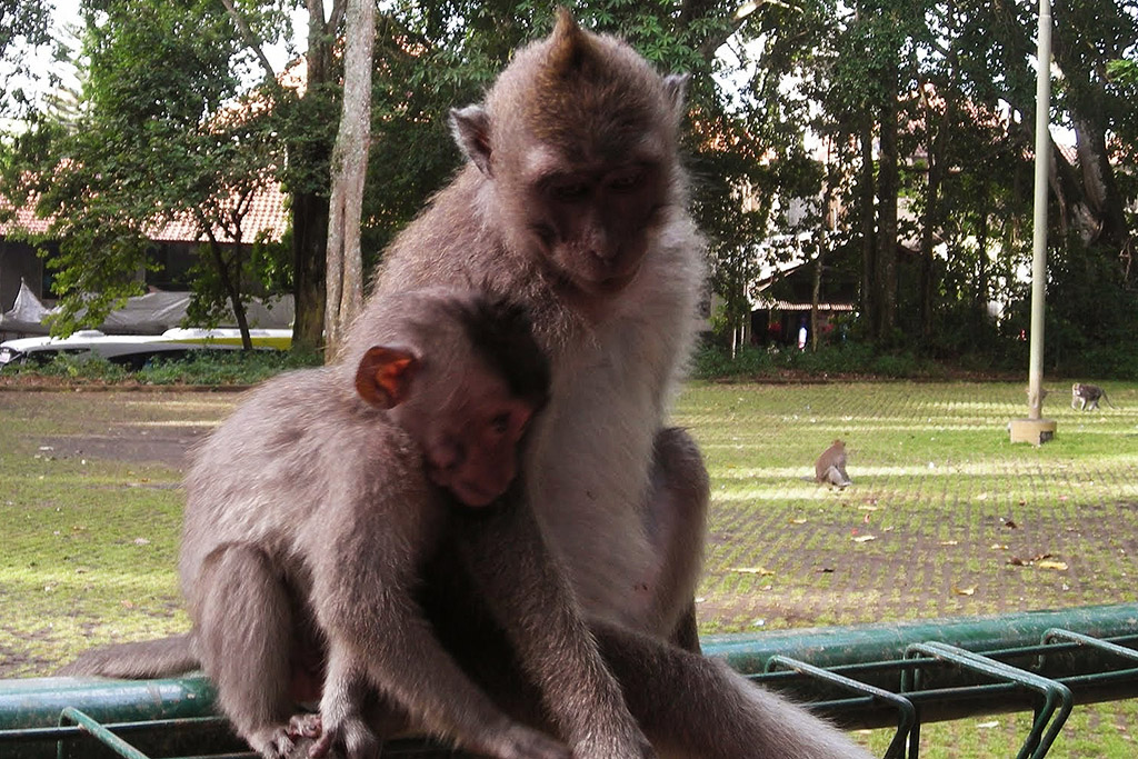 Temple at the Monkey Forest in Ubud