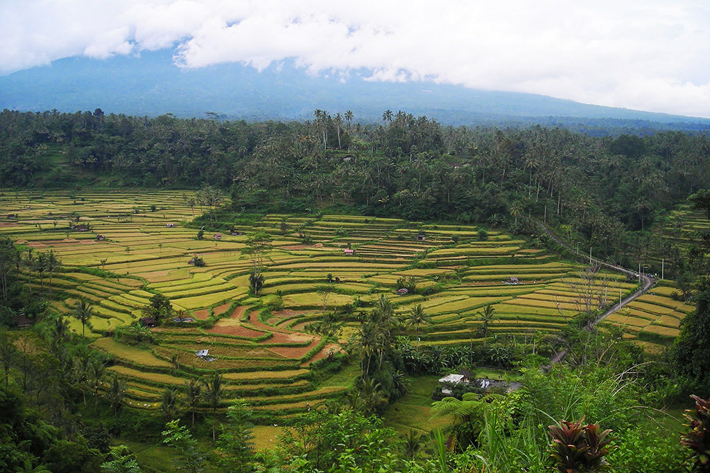 Tegallalang rice terraces not far from Ubud