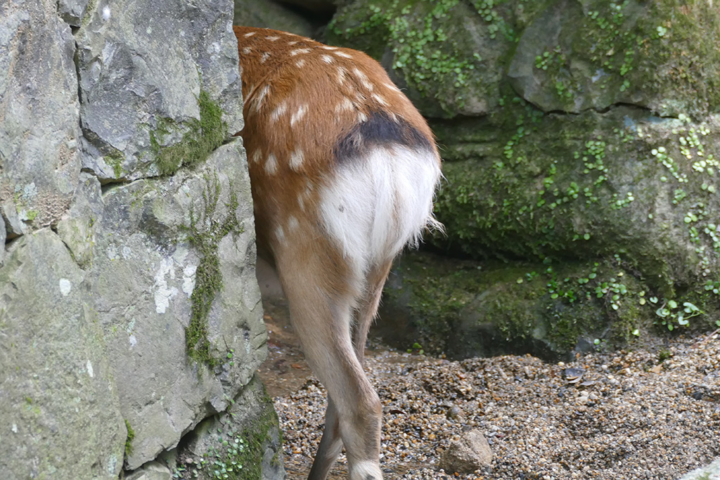 Deer from behind in Nara