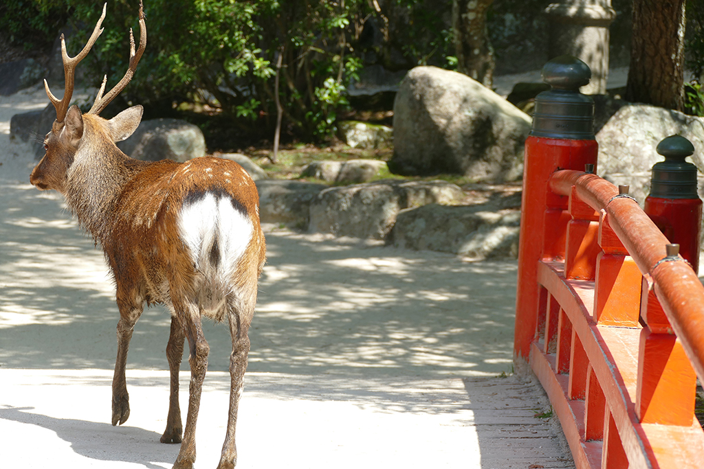 Deer on Miyajima
