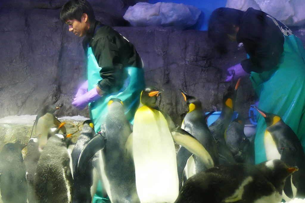 Feeding of penguins at the aquarium in Osaka.