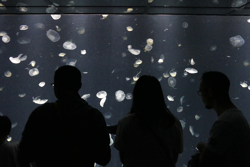 Jellyfish at the Aquarium in Osaka