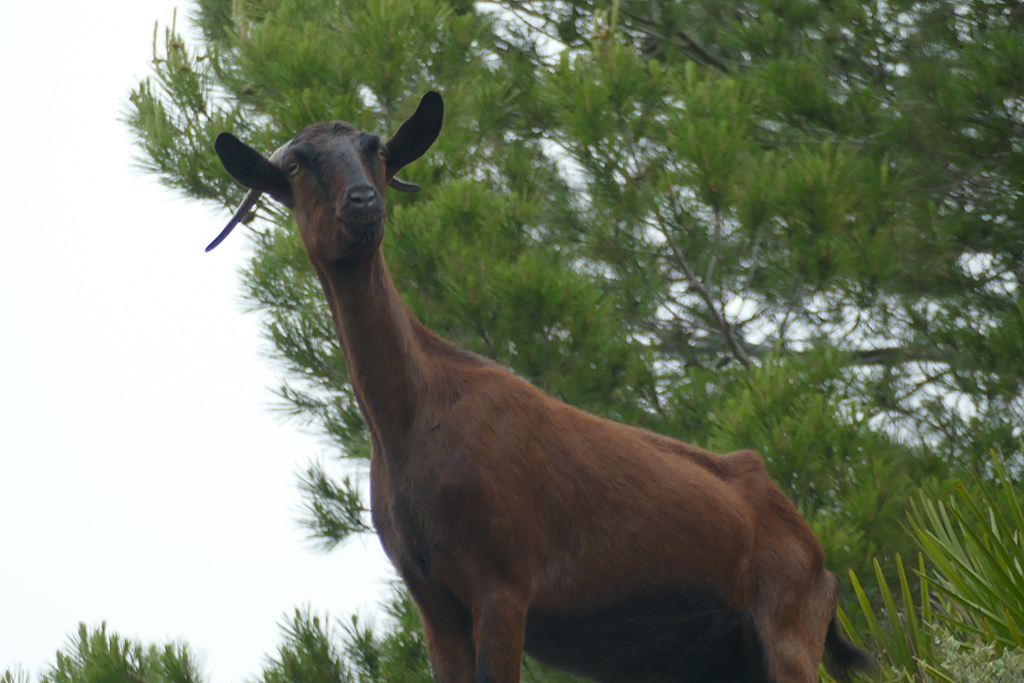 Goat along the trail between Port d'Andratx and Sant Elm