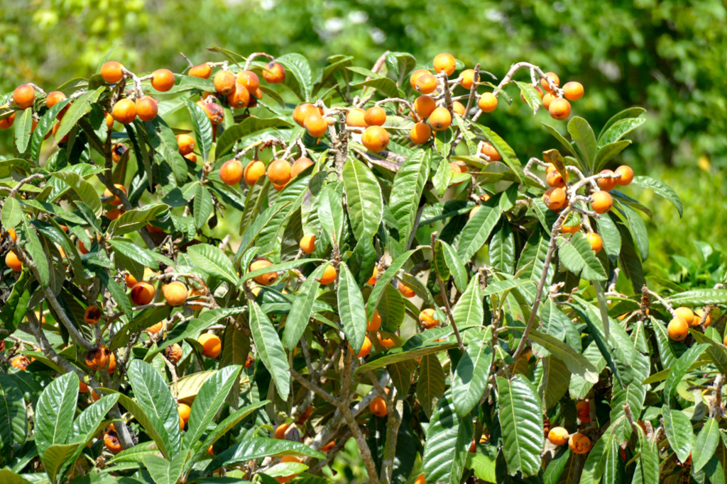 Apricots in an orchard outside of Felanitx