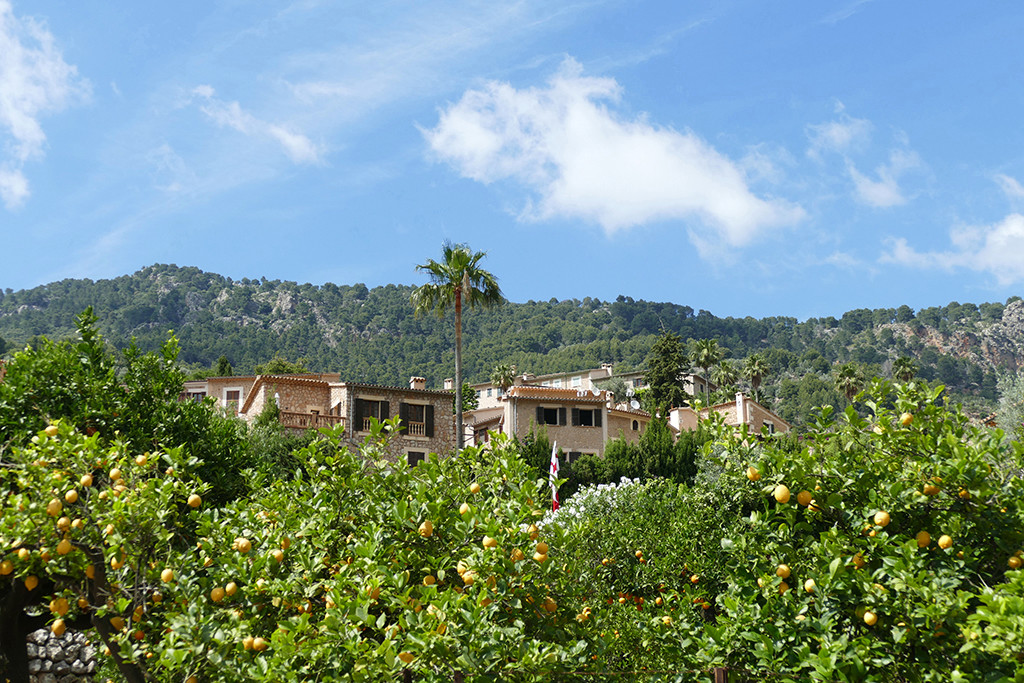 Orchards below to Fornalutx on Mallorca