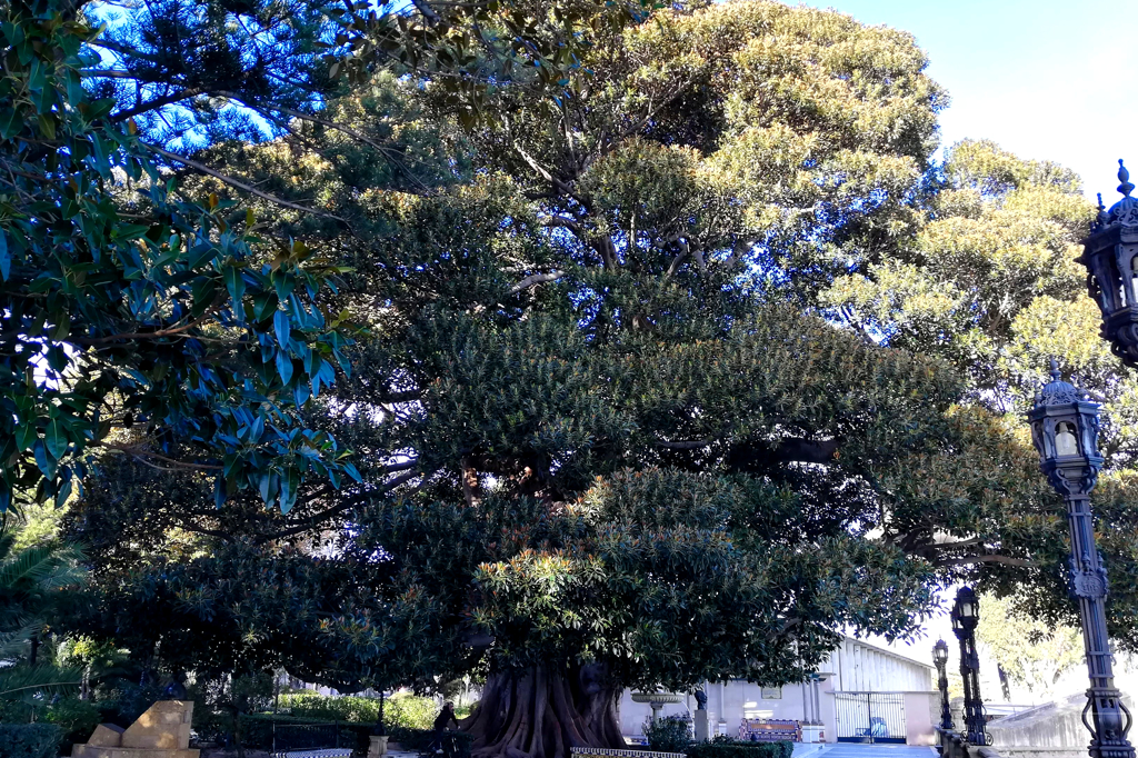Giant ficus tree in Cádiz - the oldest city in Europe