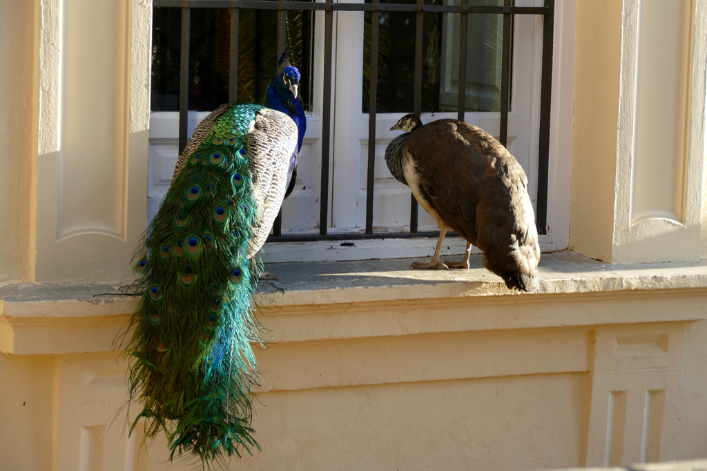 Two peacocks on a window sill.