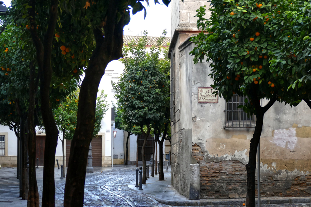 Street in Jerez de la Frontera
