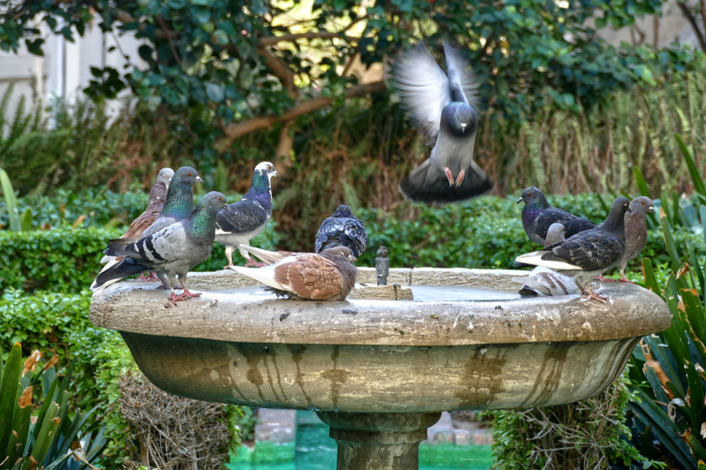 Birds' bath in Malaga