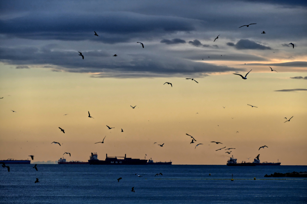 Birds over the Mediterranean off the coast of la Barceloneta.