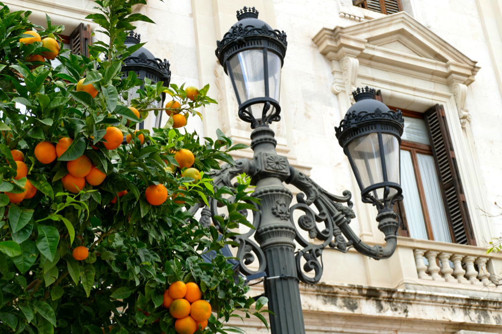 Orange tree in front of the townhall in Valencia